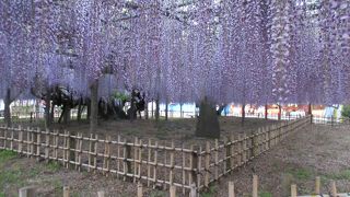 玉敷神社の隣の、玉敷公園の藤棚は素晴らしいです