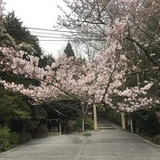 桜並木