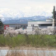 最上川と桜