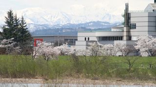 最上川と桜