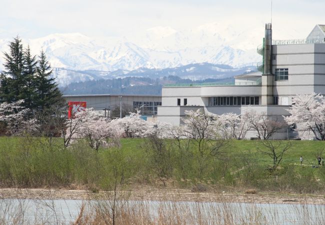 最上川堤防千本桜 クチコミ アクセス 営業時間 長井 フォートラベル