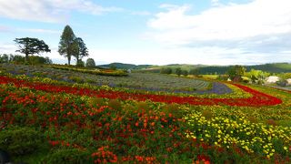 花がきれいに咲いていました。自然はいい