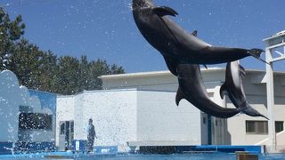 圧巻のイルカショー。