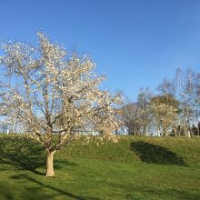 エルフィンと言うソフトクリーム屋さん
