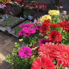 色とりどりのお花が売られています。