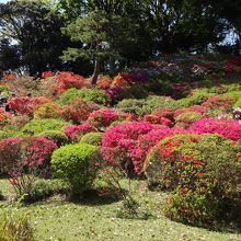 紀ノ川を眺められる場所の背後にはツツジが。