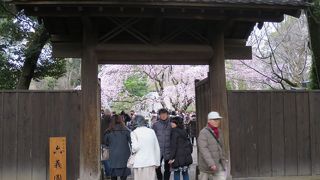 門越しの桜は絵になる