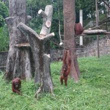 タイピン動物園