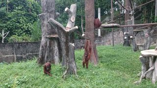 オランウータン