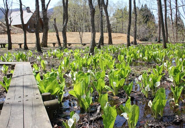 田沢湖畔のミズバショウ群生地