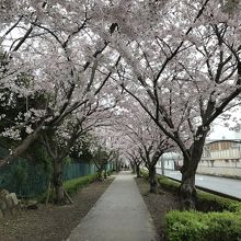 廃線跡③:廃線跡が確認できる終着は桜咲く公園