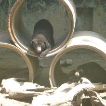 動く気配を見せないマレーグマ