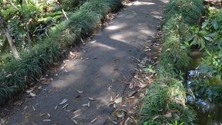 緑の中の小さな橋。