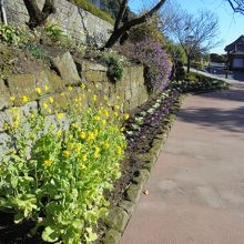 12月に菜の花が咲いていました