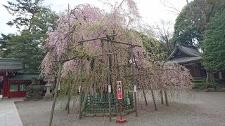 綺麗なしだれ桜