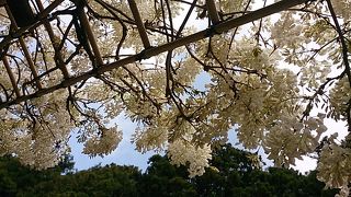 枝垂桜は樹齢１３０年