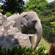 1歳半の子供と一緒に歩いて回れる、こじんまりした動物園