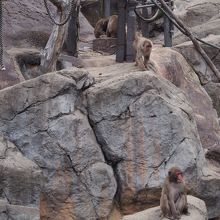 ニホンザルは距離が遠いので、小さい子供は餌やりできません。