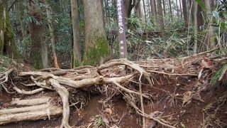 １時間ちょっとの軽登山