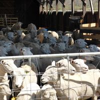 羊がいっぱいいました