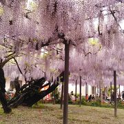 行くなら是非とも花の時季に！