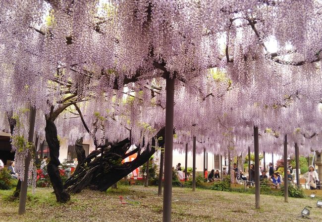 行くなら是非とも花の時季に！