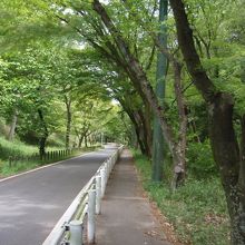 摂津峡への道