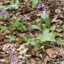 カタクリの花が出迎え