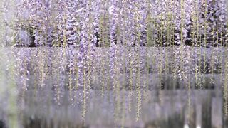 天王川公園の藤は見る価値があります