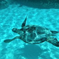 海に向かって右側の岩沿いで、ウミガメに会えます。