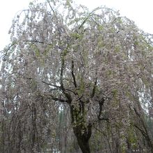 名残の枝垂れ桜