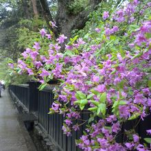 桜の代わりにツツジが出迎えてくれました