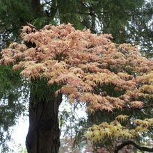 松の木に映える上品な色合いの春紅葉