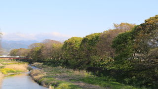 樹齢４００年以上のケヤキ並木