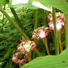 ハワイ トロピカル ボタニカル ガーデン (ハワイ熱帯植物園)