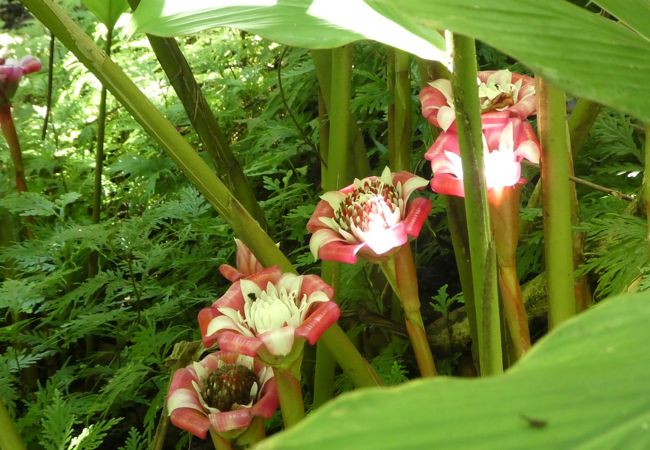 ハワイ トロピカル ボタニカル ガーデン (ハワイ熱帯植物園)