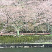 海津大崎の桜を琵琶湖から眺める絶景！