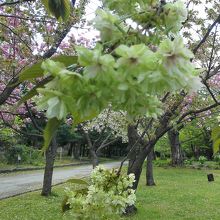 緑の桜