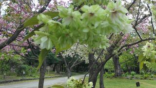 今緑の桜見ごろ