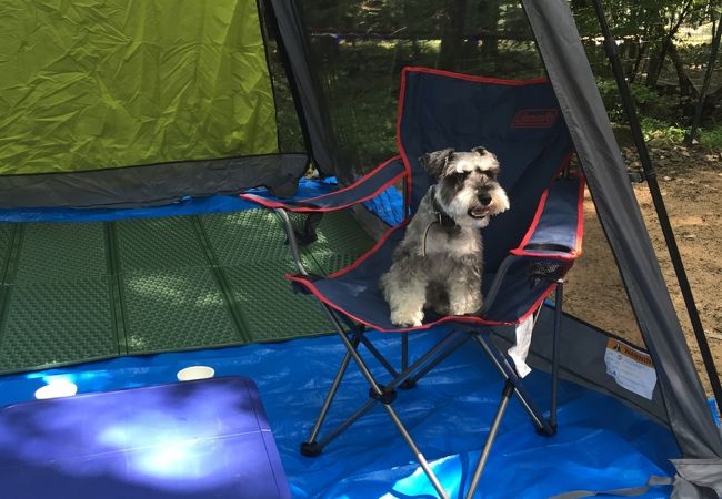 ペットノーリードサイトで初めての犬連れキャンプ