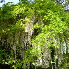 白藤棚がありました