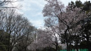 比較的静かに花見ができる公園