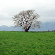 岩手山と桜の木