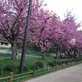 ここの桜が最高！
