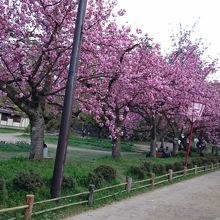 八重桜は後半がきれい！