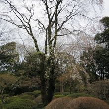 前にあるしだれ桜