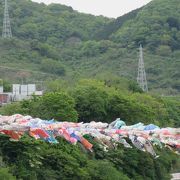 相模川を泳ぐ、約1,200匹の鯉のぼり