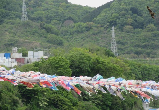 相模川を泳ぐ、約1,200匹の鯉のぼり