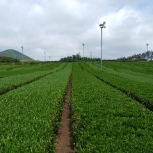 茶畑