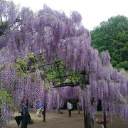 見事な藤の花！